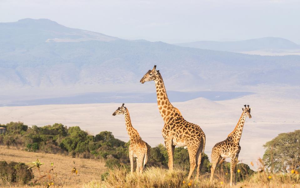 view from rim of ngorongoro crater - Getty