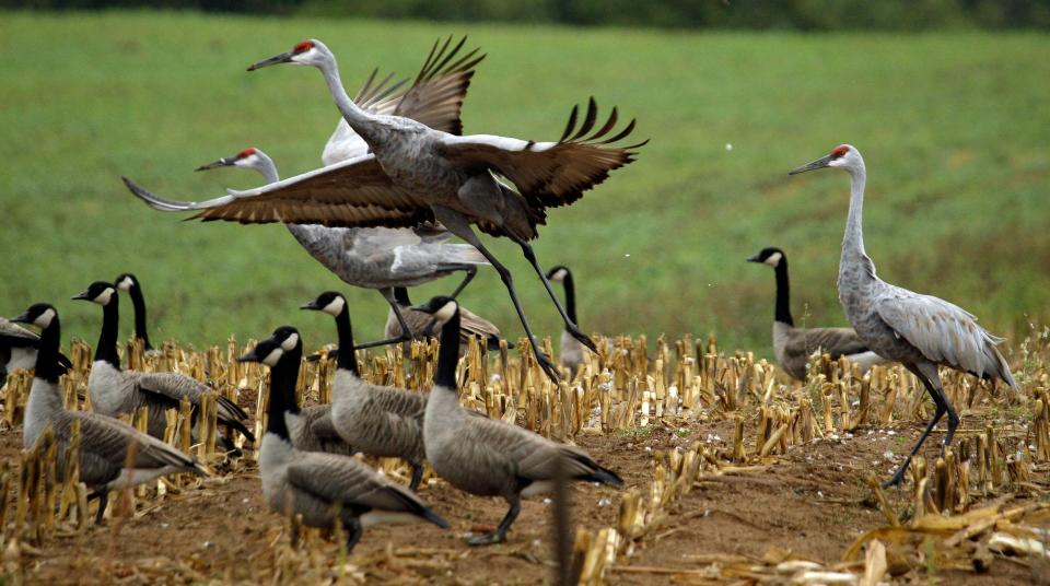 Sandhill cranes and geese congregate in field Friday near Montello, Wisconsin.