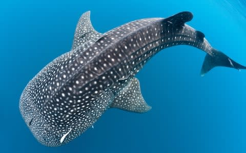A rarely seen whale shark