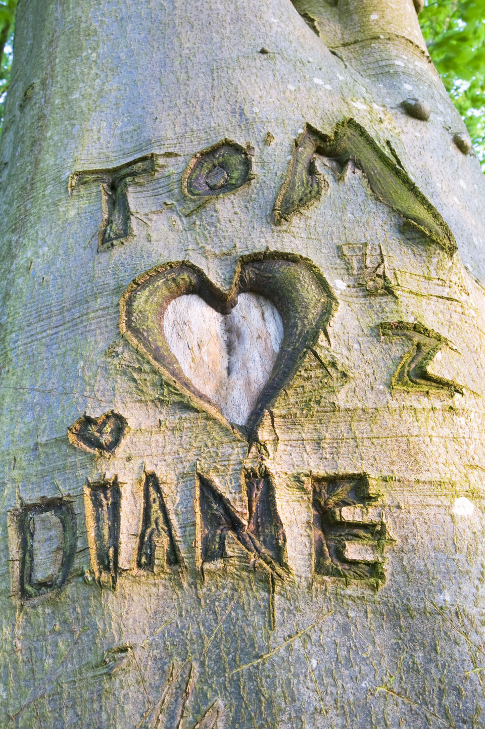 Mandatory Credit: Photo by Global Warming Images/Shutterstock (2000183a)
lovers names and a heart carved in a Beech tree in Windermere UK
VARIOUS (Global Warming Images / Shutterstock)