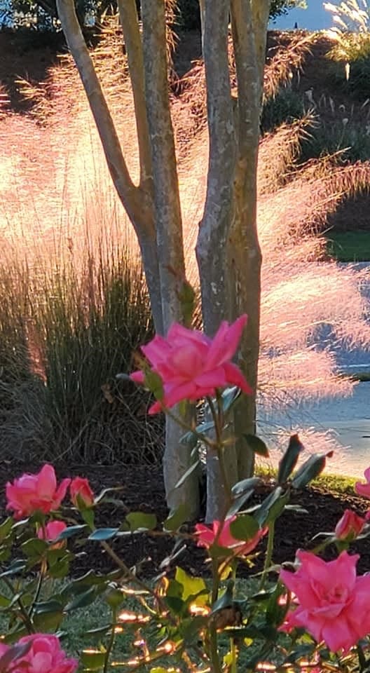 Sunset Roses Grasses