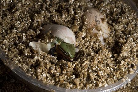 A Chinese big-headed turtle hatches at the Wildlife Conservation Society’s Prospect Park Zoo in New York, in this undated handout photo courtesy of Julie Larsen Maher of the WCS. REUTERS/Julie Larsen Maher of the WCS/Handout via Reuters