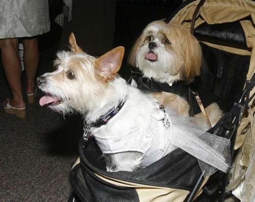 Scruffy Rubin (left), the bride, and Snickers Carter, the groom, ride in their carriage at the dog wedding at Palm Desert Resort Country Club Sunday April 22, 2012. <br> (Photo courtesy Wade Byars/The Desert Sun) <br> <br> (Originally reported in <a href="http://www.mydesert.com/article/20120423/NEWS01/204230322/Wedded-bliss-gone-dogs?odyssey=tab|topnews|text|Frontpage" rel="nofollow noopener" target="_blank" data-ylk="slk:The Desert Sun;elm:context_link;itc:0;sec:content-canvas" class="link ">The Desert Sun</a>)