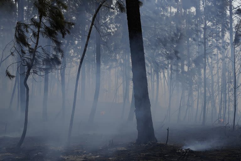 Fuego; incendios; Europa; España; Francia; Portugal; Mundo; ola de calor