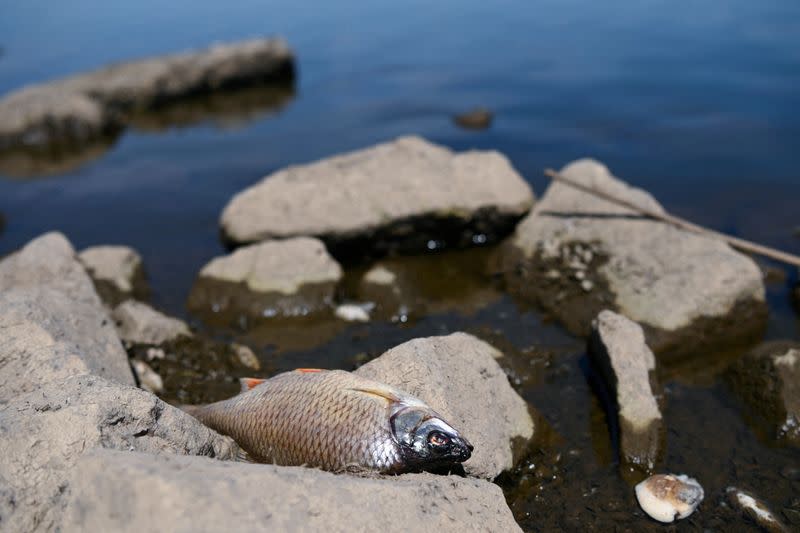 German authorities looking for cause of mysterious fish deaths