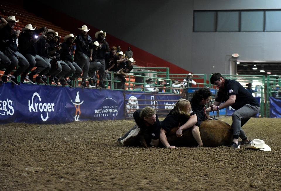 Texas Tech football players, from left, Cole Boyd, Charlie Robinson and Trey Wolff restrain a calf while Behren Morton applies a chalk brand during Monday's Rodeo Bowl at NRG Arena in Houston. The Red Raiders won the event, helping them beat Mississippi 5-2 in the annual seven-event competition that precedes the Texas Bowl.