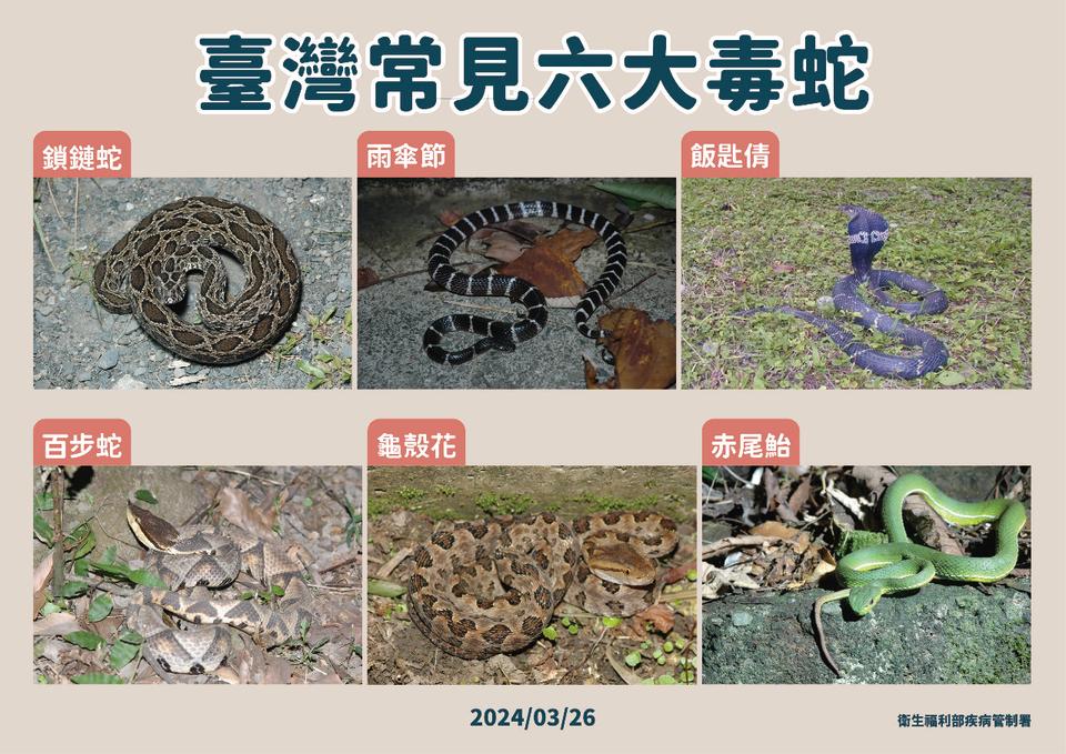 台灣常見六大毒蛇。(疾管署提供)