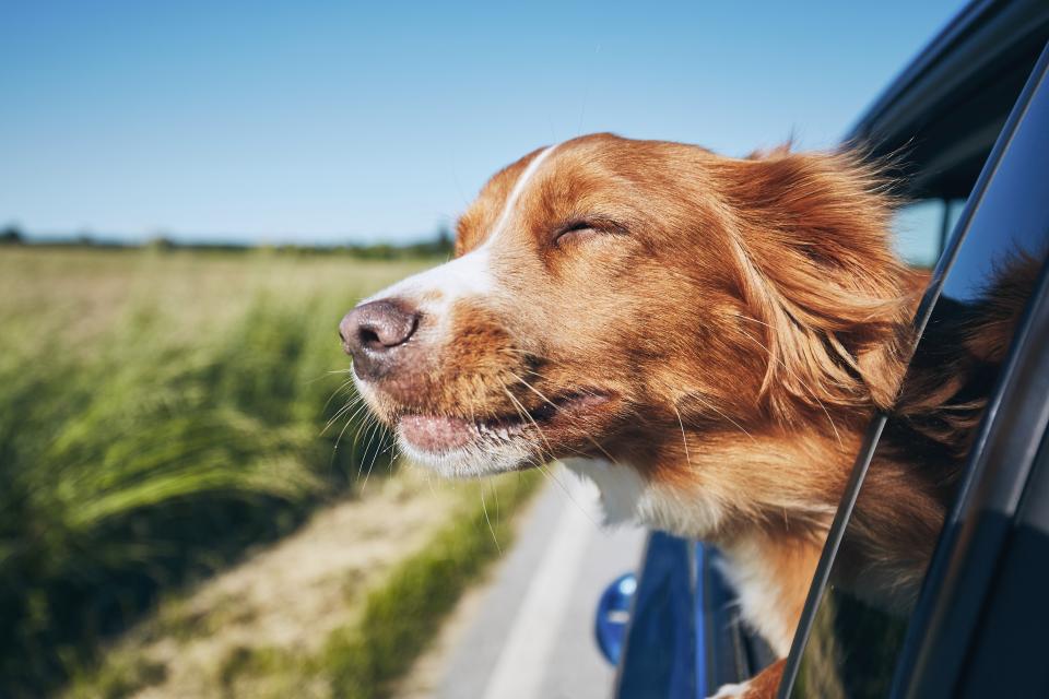 Darf der Hund mit in den Urlaub? Dann brauchst du das richtige Gepäck - und die richtigen Gadgets für Reise mit Hund (Symbolbild: Getty Images)