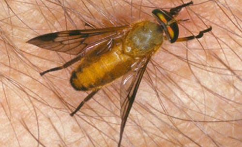 Adult yellow fly, diachlorus ferrugatus (Fabricius).