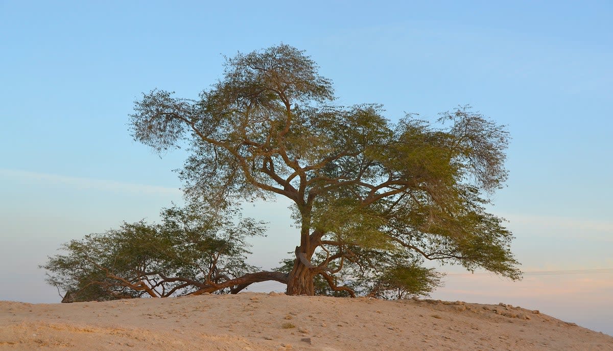 The Tree of Life (Sharajat-al-Hayat) stands alone in the Bahrain desert (Getty Images/iStockphoto)