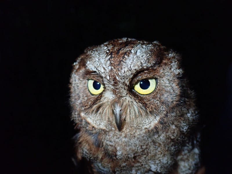 photo of owl face