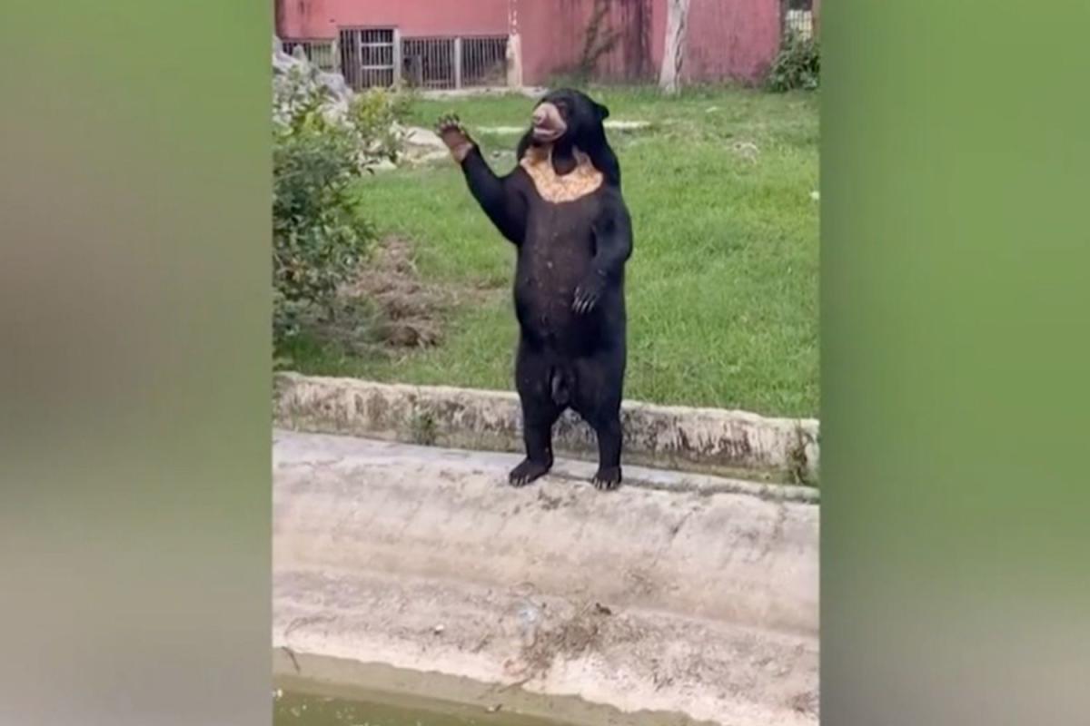 Footage from a Thai zoo shows a sun bear standing like Chinese zoo bears accused of being human