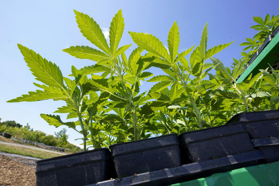 FILE — Marijuana plants for the adult recreational market are loaded on a tractor for planting at Hepworth Farms in Milton, N.Y., July 15, 2022. New York began accepting applications, Thursday, Aug. 25, 2022, to open its first crop of legal recreational pot shops, taking a novel approach by reserving the first licenses for people with past pot convictions or their relatives. (AP Photo/Mary Altaffer, File)