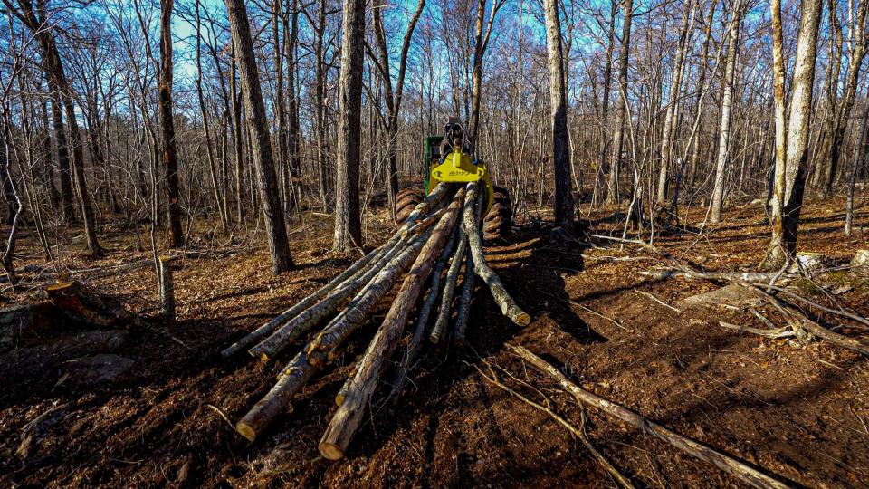 Coventry logging company Chatelle Farm removes cut trees from Hillsdale Preserve. Researchers from URI and the state DEM are studying whether thinning forests can help spur new growth, prevent wildfires and reduce the spread of invasive insects and disease.