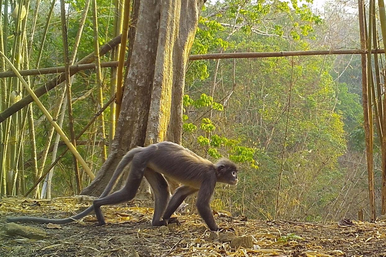 This photo from the World Wide Fund For Nature taken on April 26, 2020, and released on Jan. 27, 2022, shows the Trachypithecus popa of the Popa langur species walking in the North Zamari Wildlife Sanctuary in Myanmar's Bago region.