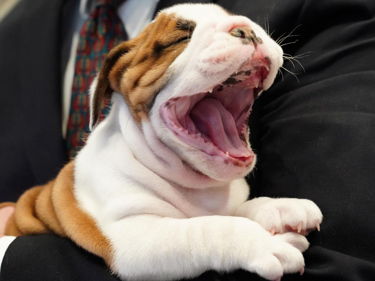 A bulldog yawns.JPG