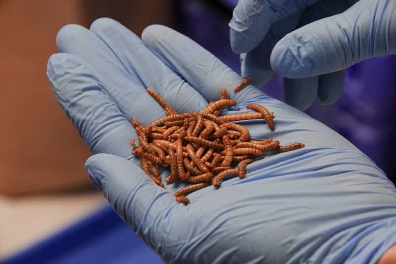 Mealworms on the premises of the start-up company Alpha Protein. Based in Germany's Bruchsal, the start-up is trying to breed mealworms as animal feed by repurposing food waste. Anna Ross/dpa