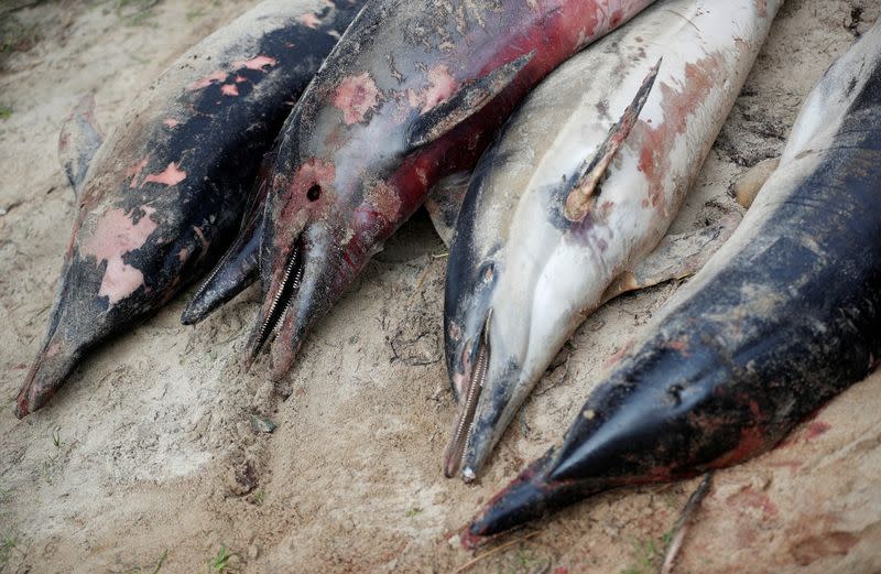 Foto de archivo ilustrativa de delfines hallados muertos en playas de Barbatre, en Francia