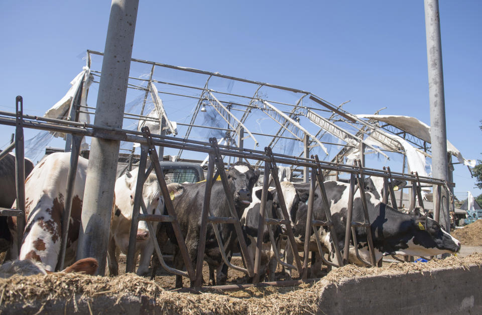 Cows are shown in front of a damaged Wellacrest Farms after a tornado passed through the area earlier in Mullica Hill, N.J., on Thursday, Sept. 2, 2021. The remnants of Hurricane Ida dumped historic rain over in the Northeast, with several deaths linked to flooding in the region as basement apartments suddenly filled with water and freeways and boulevards turned into rivers, submerging cars. (Joe Warner/NJ Advance Media via AP)