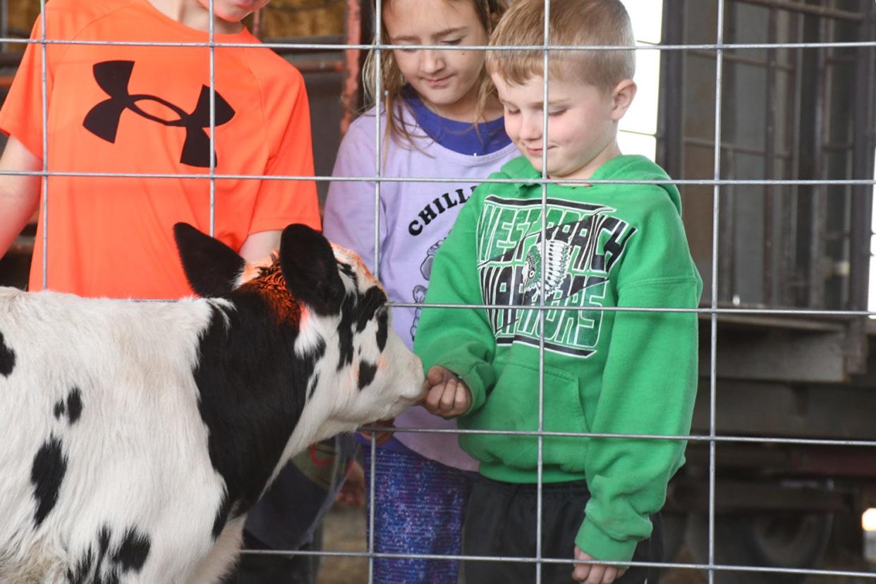 WB_Farm_Field_Trip_13.jpg - Students interact with a calf at Martig Farms.