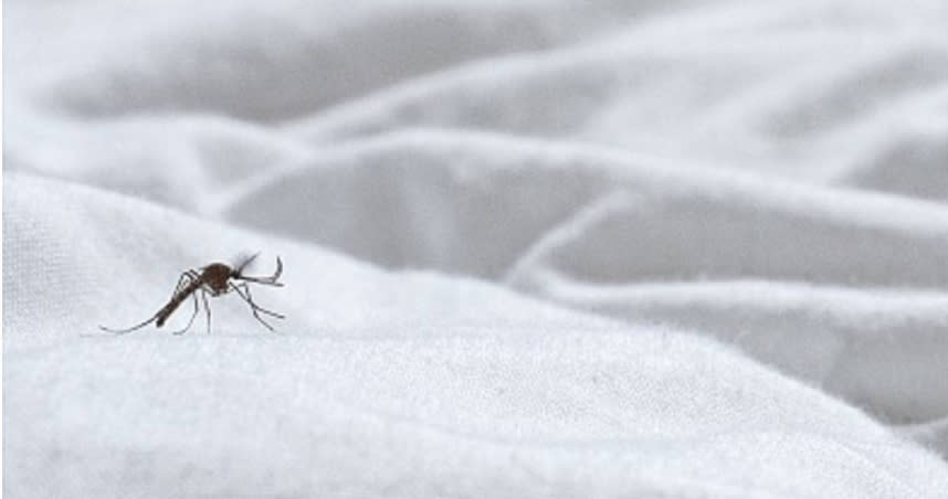 一開燈蚊子立刻消失不見，專家教戰，可以往周遭牆壁或陰暗處尋找。（示意圖／擷取自TPG達志影像）