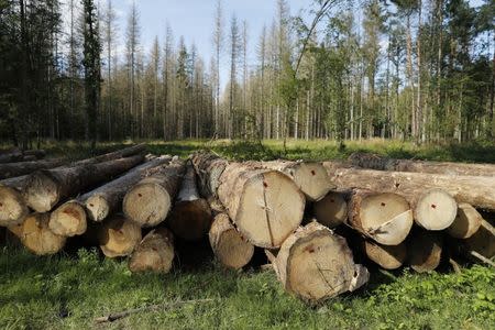 Logged trees are seen after logging at one of the last primeval forests in Europe, Bialowieza forest, Poland August 29, 2017. REUTERS/Kacper Pempel