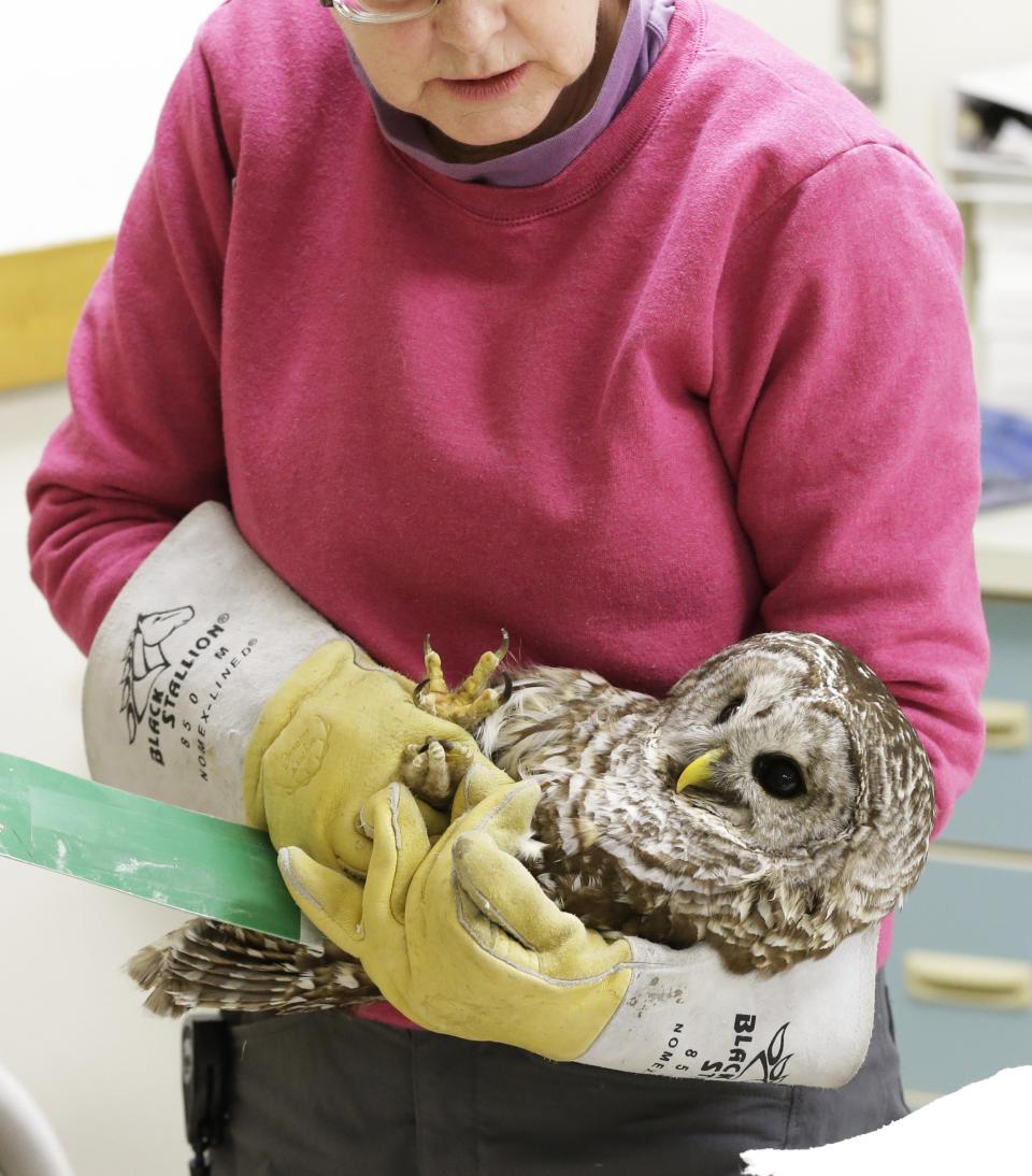 A barred owl is carried by a volunteer after it was examined by a veterinary technician at the Raptor Center on the St. Paul campus of the University of Minnesota, Wednesday, March 13, 2013. The center listed about 30 owls as patients this week. It has been a tough winter for owls in some parts of North America. Some have headed south in search of food instead of staying in their northern territories. (AP Photo/Jim Mone)