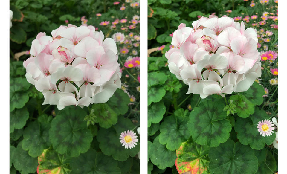 The iPhones 8 are noticeably better at metering, while the iPhone 7 Plus shot (left) is a tad too dark, the iPhone 8 Plus shot (right) is just perfect.