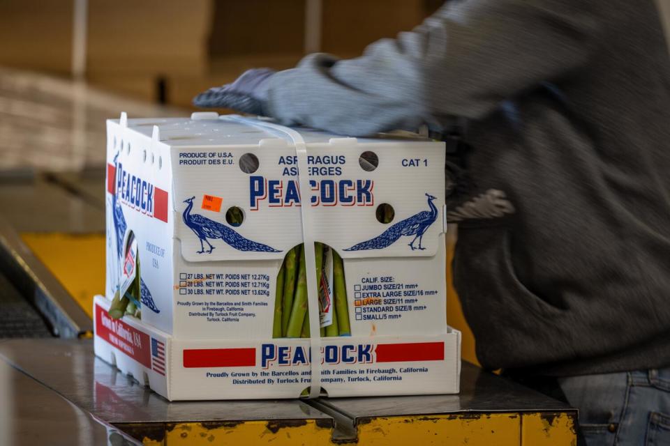 Workers box freshly cut asparagus at a farm.