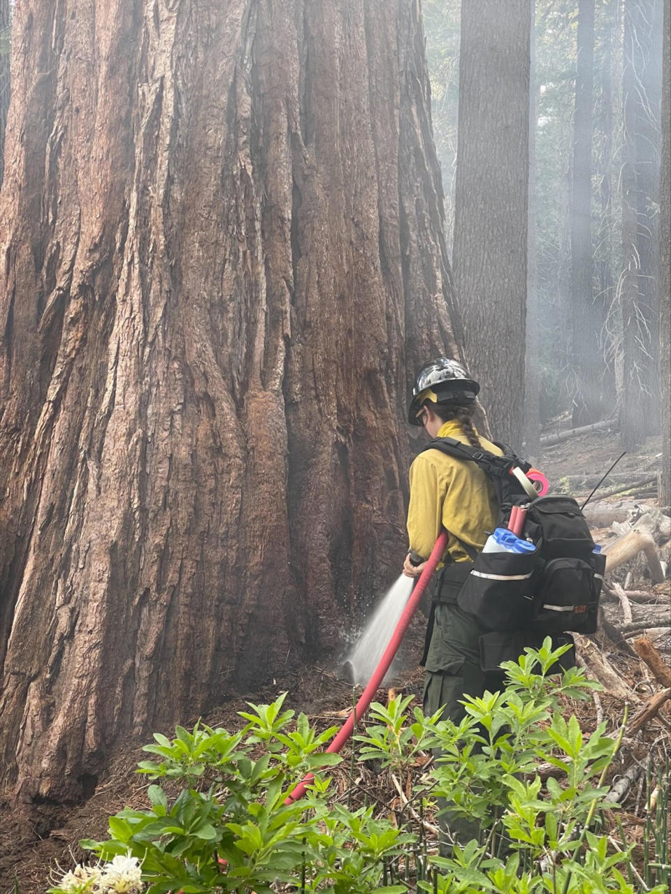 In this photo released by the National Park Service, a firefighter sprays water on a sequoia tree near the lower portion of the Mariposa Grove as smoke rises from the Washburn Fire in Yosemite National Park, Calif., Thursday, July 7, 2022. A portion of Yosemite National Park has been closed as a wildfire rages near a grove of California's famous giant sequoia trees, officials said. (National Park Service via AP) / Credit: / AP