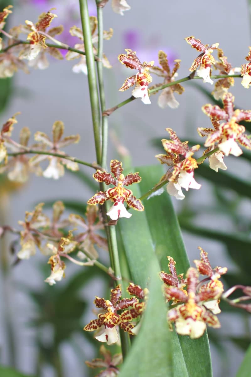 Oncidium leucochilum orchid in close-up