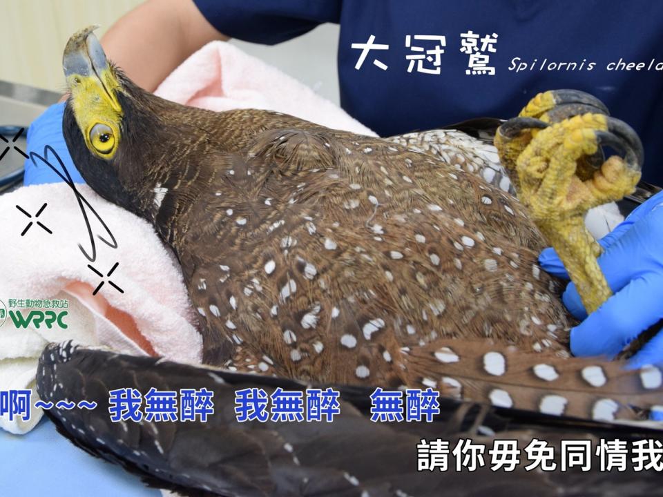 <p>野生動物急救站以幽默的口吻分享大冠鷲的故事：「大冠鷲為什麼茫到不醒鳥事呢？難道是牠失戀了！？ 還是跟朋友們party all night，才醉倒在路邊呢？ 」（圖／野生動物急救站授權提供） </p>
