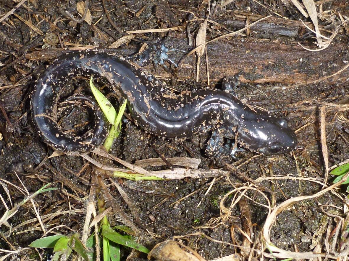 The blue-spotted salamander can mainly be seen by people when it's travelling to its mating ponds in the spring, or back to its hibernation area in the winter. (Submitted by Sean Boyle - image credit)