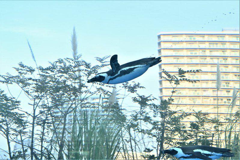 透過高超技巧加上創意，攝影師拍到尤如企鵝飛在空中嘅照片。
（圖：空白寺@Twitter）