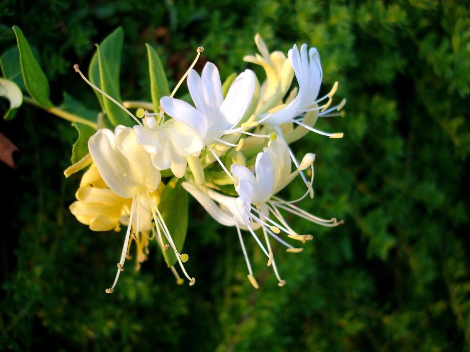 8) Honeysuckle