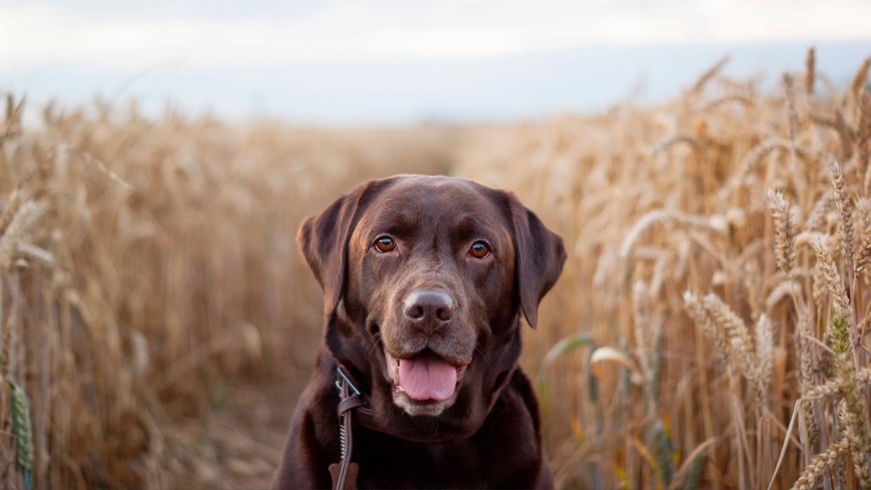  Chocolate Labrador in a wheat field. 