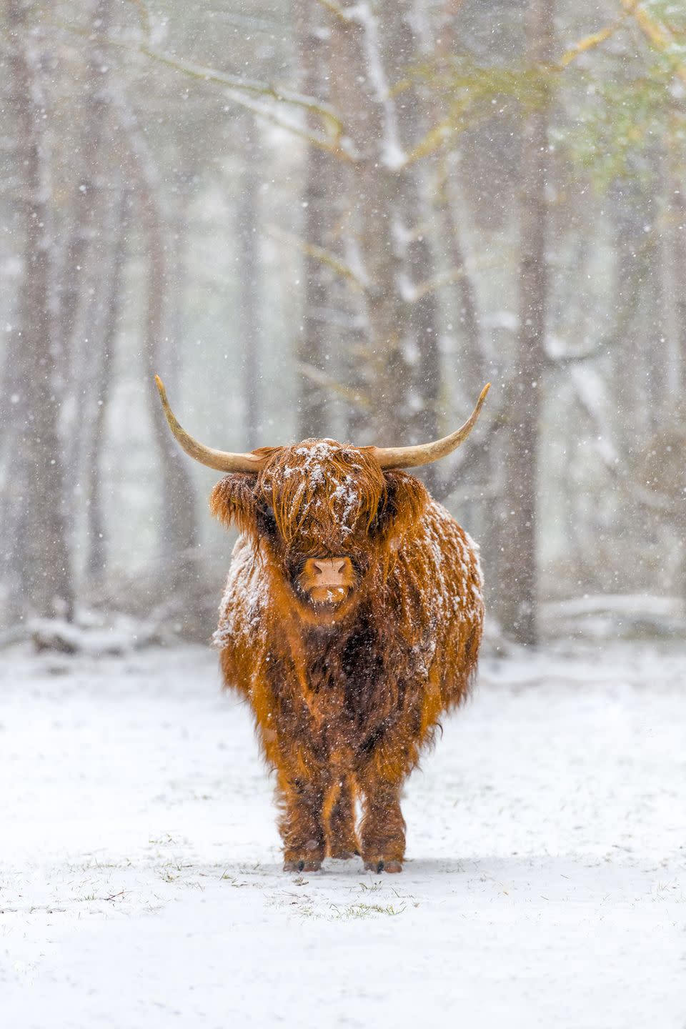 <p>An iconic image of Scotland, this snow-dusted Highland cow looks warm and protected. </p>