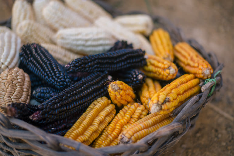 Corn, along with beans and squash, are known as the Three Sisters. (Photo/SeedChange)