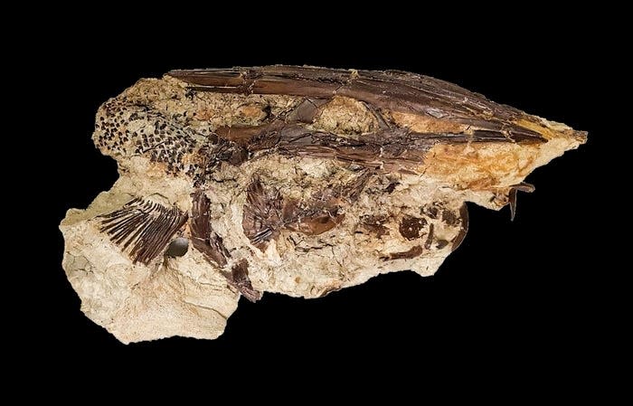 Paddlefish fossil found in the event deposit of Tanis in North Dakota.