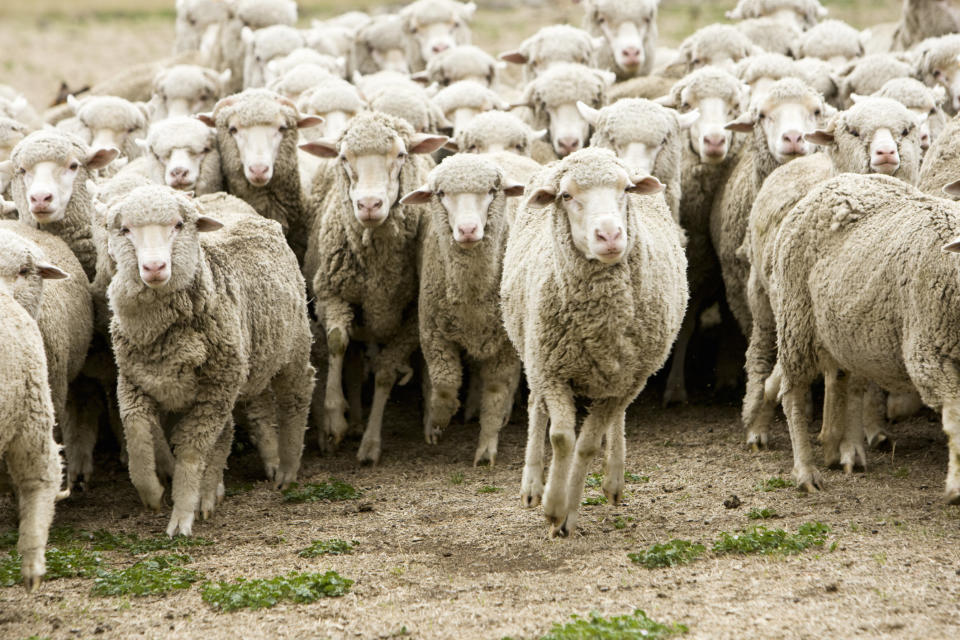 That was <a href="https://www.theguardian.com/world/2015/jan/07/new-zealand-sheep-numbers-fall-to-their-lowest-for-75-years" target="_blank">according to&nbsp;the 2014 count</a>, anyway. D'aww, what adorable&nbsp;new neighbors!