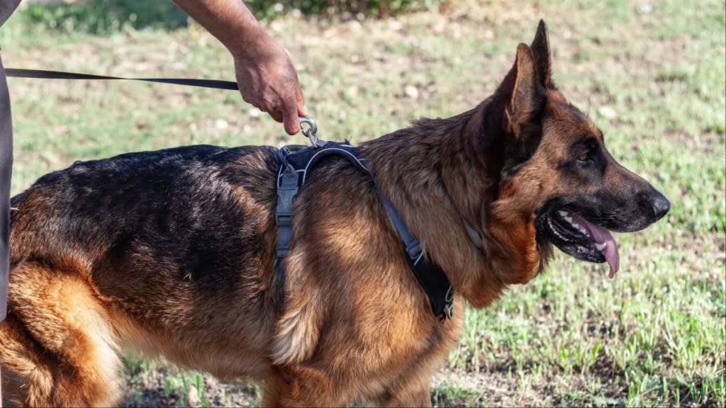 German Shepherd with a harness.