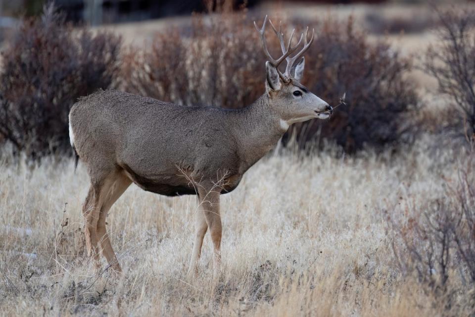 Foto de archivo de un ciervo mulo en Colorado, EEUU. Se detectaron hasta 800 casos de caquexia crónica en ciervos, ciervos canadienses y alces. (Getty Images)