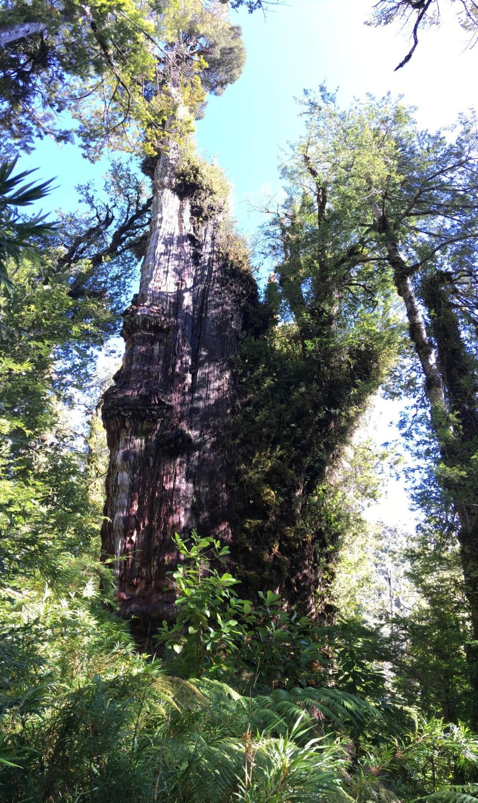 Scientists could not determine the exact age of the tree based on the massive trunk (via REUTERS)