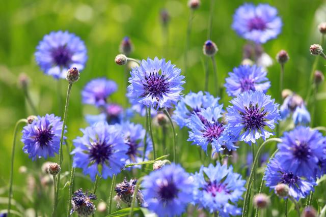 Growing & Using Bachelor's Buttons - Unruly Gardening