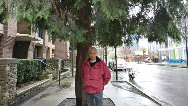 B.C.'s provincial tree threatened by climate change, expert says