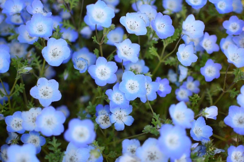 All 50 States Ranked by Their Official Flower