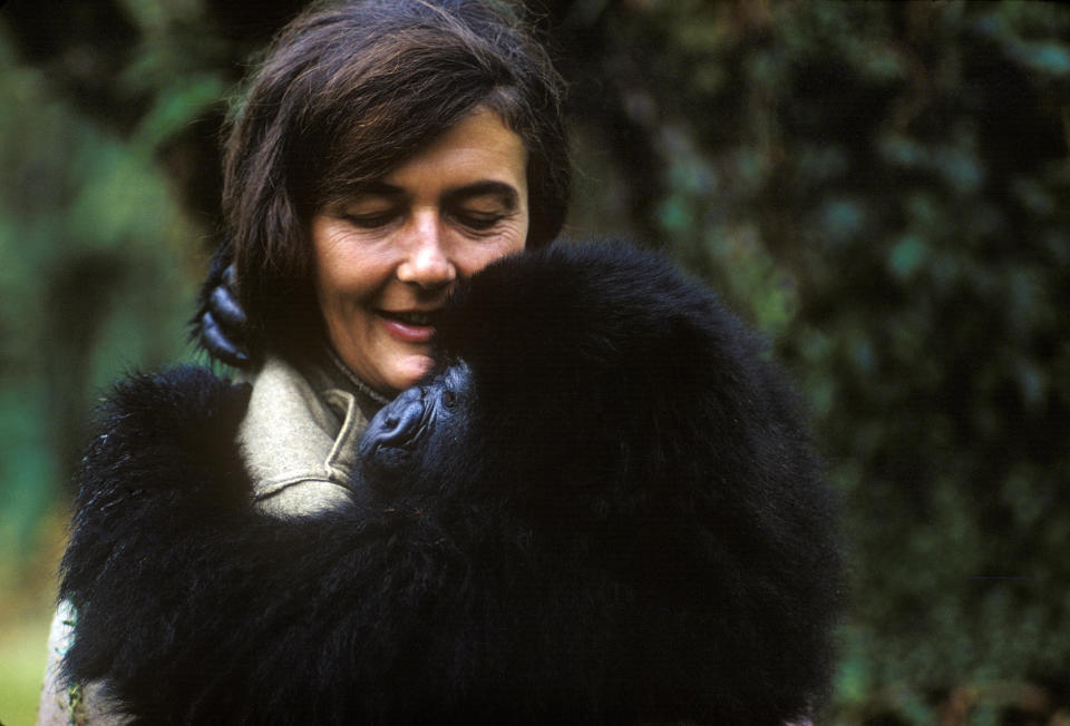 Dian Fossey holds a mountain gorilla that she nursed back to health. (Photo: Robert I.M. Campbell)
