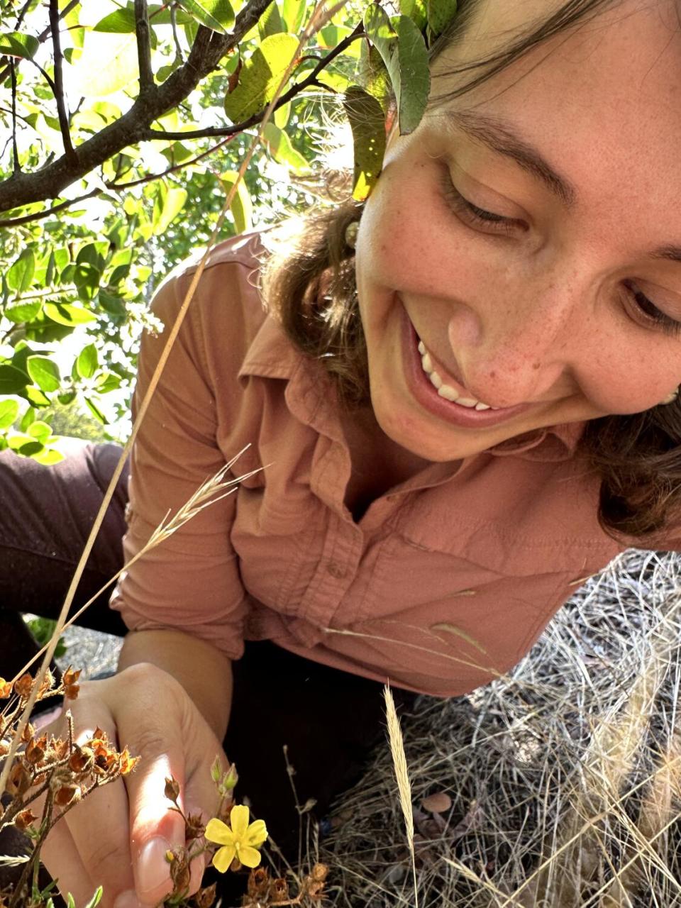 Lauren Dennhardt examining an Island Rush-Rose, a federally threatened species.