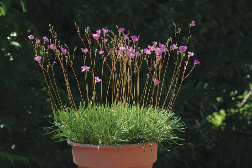 A fame flower plant, also called “rock pink,” is seen in a terra cotta container. This hardy succulent is native to the Kansas City area and can thrive in a wide range of conditions.