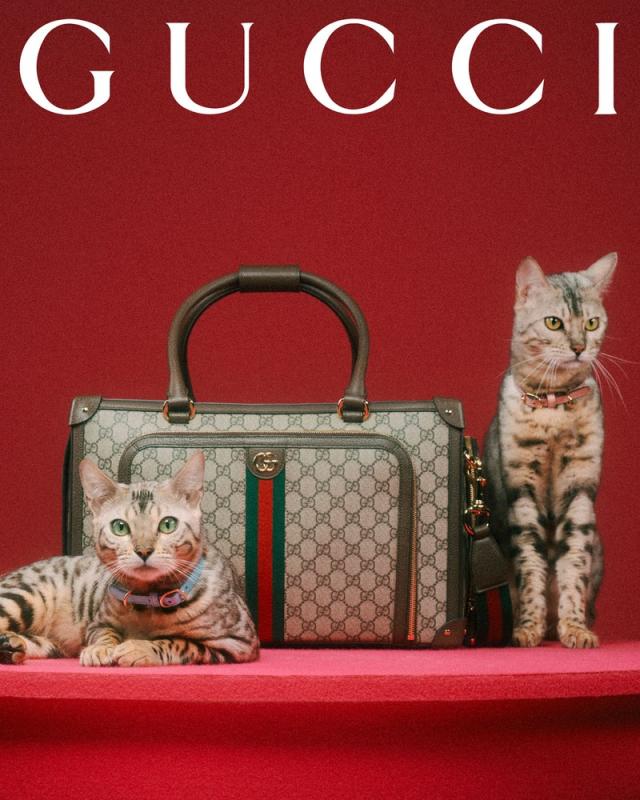 Gucci Pet Collection Is Introduced – WWD